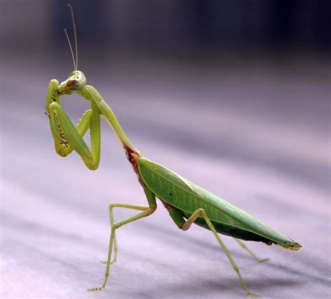 Mantis